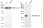 KD-Validated Anti-MRPS18B Rabbit Monoclonal Antibody