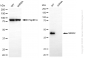 KD-Validated Anti-NR2F2 Rabbit Monoclonal Antibody