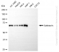 KD-Validated Anti-Optineurin Rabbit Monoclonal Antibody