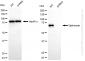 KD-Validated Anti-Optineurin Rabbit Monoclonal Antibody