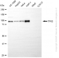 KD-Validated Anti-TPX2 Rabbit Monoclonal Antibody