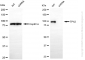 KD-Validated Anti-TPX2 Rabbit Monoclonal Antibody