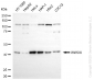 KD-Validated Anti-WWOX Rabbit Monoclonal Antibody