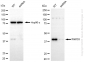 KD-Validated Anti-WWOX Rabbit Monoclonal Antibody