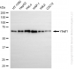 KD-Validated Anti-YTHDF1 Rabbit Monoclonal Antibody