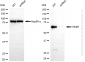 KD-Validated Anti-YTHDF1 Rabbit Monoclonal Antibody
