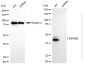 KD-Validated Anti-NFKBIE Rabbit Monoclonal Antibody