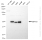 KD-Validated Anti-EEF1A2 Rabbit Monoclonal Antibody