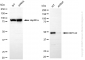 KD-Validated Anti-EEF1A2 Rabbit Monoclonal Antibody
