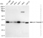 KD-Validated Anti-active + pro caspase 3 Rabbit Monoclonal Antibody