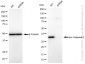 KD-Validated Anti-active + pro caspase 3 Rabbit Monoclonal Antibody