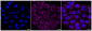 KD-Validated Anti-Integrin β 1 Rabbit Monoclonal Antibody