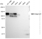 KD-Validated Anti-Integrin β 1 Rabbit Monoclonal Antibody