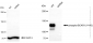 KD-Validated Anti-Integrin β 1 Rabbit Monoclonal Antibody