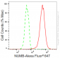 KD-Validated Anti-NUMB Rabbit Monoclonal Antibody