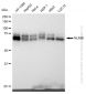 KD-Validated Anti-NUMB Rabbit Monoclonal Antibody