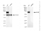 KD-Validated Anti-NUMB Rabbit Monoclonal Antibody