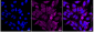 KD-Validated Anti-Aconitase 2 Rabbit Monoclonal Antibody