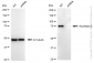 KD-Validated Anti-Aconitase 2 Rabbit Monoclonal Antibody