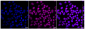 KD-Validated Anti-MCM7 Rabbit Monoclonal Antibody