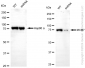KD-Validated Anti-MCM7 Rabbit Monoclonal Antibody