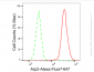 KD-Validated Anti-Arp2 Rabbit Monoclonal Antibody