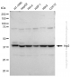 KD-Validated Anti-Arp2 Rabbit Monoclonal Antibody