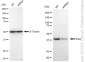KD-Validated Anti-Arp2 Rabbit Monoclonal Antibody