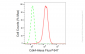 KD-Validated Anti-Cdk4 Rabbit Monoclonal Antibody
