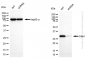 KD-Validated Anti-Cdk4 Rabbit Monoclonal Antibody