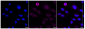 KD-Validated Anti-Ephrin Receptor B4 Rabbit Monoclonal Antibody