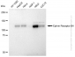 KD-Validated Anti-Ephrin Receptor B4 Rabbit Monoclonal Antibody