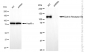 KD-Validated Anti-Ephrin Receptor B4 Rabbit Monoclonal Antibody