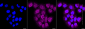 KD-Validated Anti-Integrin β1/CD29 Rabbit Monoclonal Antibody