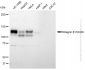 KD-Validated Anti-Integrin β1/CD29 Rabbit Monoclonal Antibody