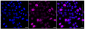 KD-Validated Anti-Cyclin A2 Rabbit Monoclonal Antibody