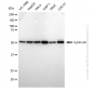 KD-Validated Anti-Cyclin A2 Rabbit Monoclonal Antibody