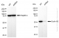 KD-Validated Anti-Cyclin A2 Rabbit Monoclonal Antibody