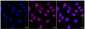 KD-Validated Anti-MCM7 Rabbit Monoclonal Antibody