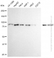 KD-Validated Anti-MCM7 Rabbit Monoclonal Antibody