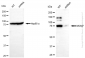 KD-Validated Anti-MCM7 Rabbit Monoclonal Antibody