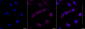 KD-Validated Anti-alpha smooth muscle Actin Rabbit Monoclonal Antibody