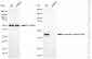 KD-Validated Anti-alpha smooth muscle Actin Rabbit Monoclonal Antibody