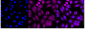 KD-Validated Anti-Cdk4 Rabbit Monoclonal Antibody