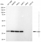 KD-Validated Anti-Cdk4 Rabbit Monoclonal Antibody