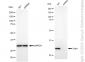 KD-Validated Anti-Cdk4 Rabbit Monoclonal Antibody