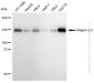 KD-Validated Anti-Integrin alpha 5 Rabbit Monoclonal Antibody