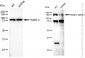 KD-Validated Anti-Integrin alpha 5 Rabbit Monoclonal Antibody