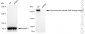 KD-Validated Anti-Chromodomain helicase DNA binding protein 3 Rabbit Monoclonal Antibody