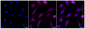 KD-Validated Anti-Argonaute RISC catalytic component 2 Rabbit Monoclonal Antibody